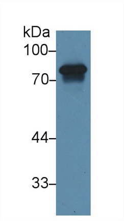 13582