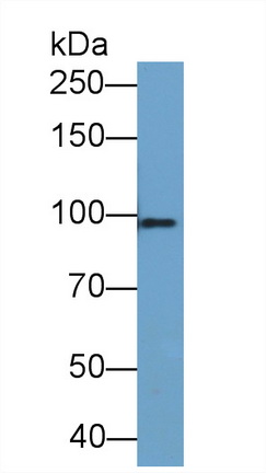 64487