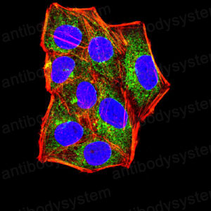 Валидация IF - AntibodySystem RHB95603
