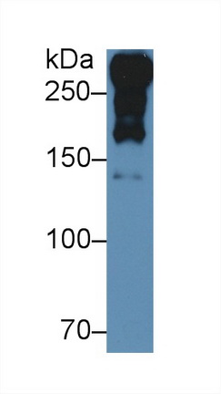 12464