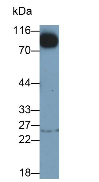 52599