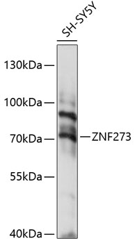 Валидация Elabscience E-AB-90972