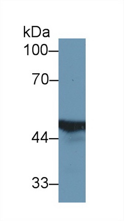 13466