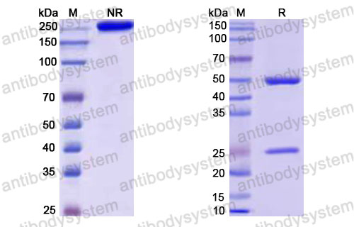 Валидация SDS-PAGE - AntibodySystem RHJ93110
