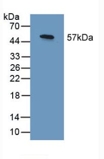 57050