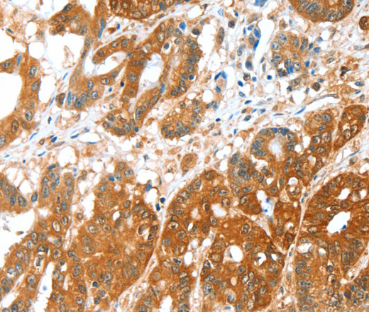 Валидация Elabscience E-AB-16147