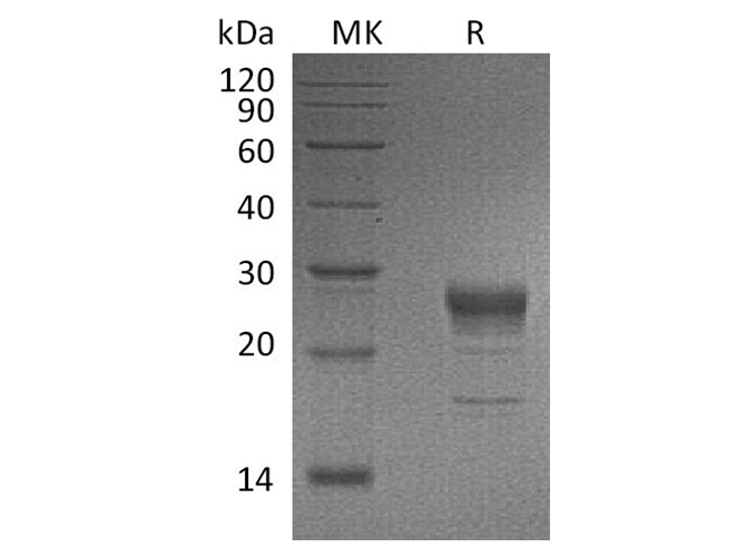 Валидация Elabscience PKSH032445(2920)