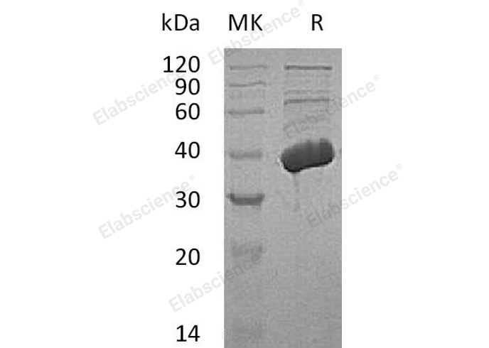 Валидация Elabscience PKSH033131(3491)