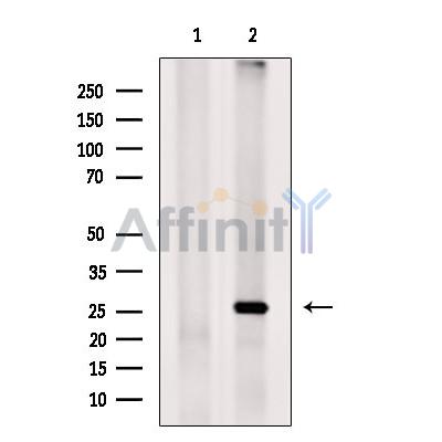 Валидация Affinity DF13479 - 8844