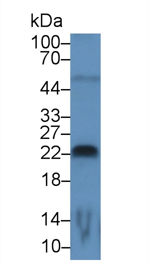 17842