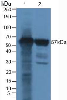 5197