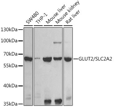 Валидация Elabscience E-AB-68431