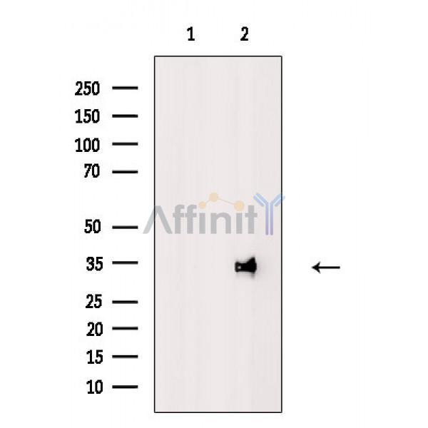 Валидация Affinity DF2449 - 13072