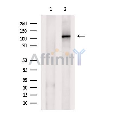 Валидация Affinity DF12127 - 6281