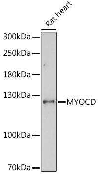 Валидация Elabscience E-AB-66706