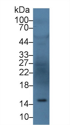 10185