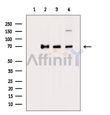 Валидация Affinity DF15927 - 12442