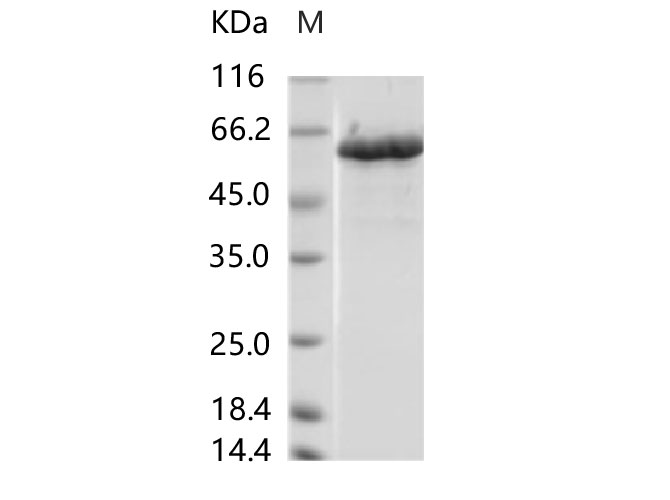 Валидация Elabscience PKSV030274(6040)