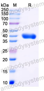 Валидация SDS-PAGE - AntibodySystem RXX00919