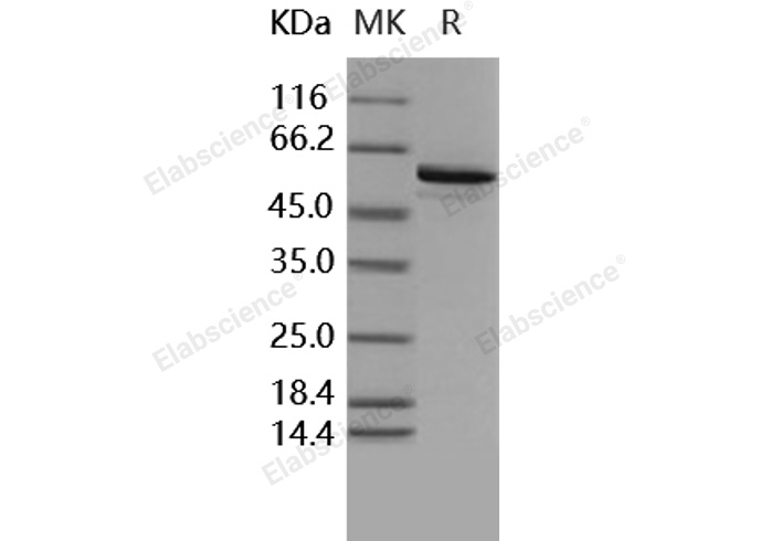 Валидация Elabscience PKSH030412(1345)