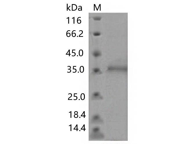 Валидация Elabscience PKSV030461(6183)
