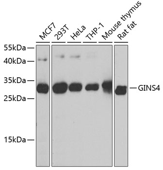 Валидация Elabscience E-AB-63188