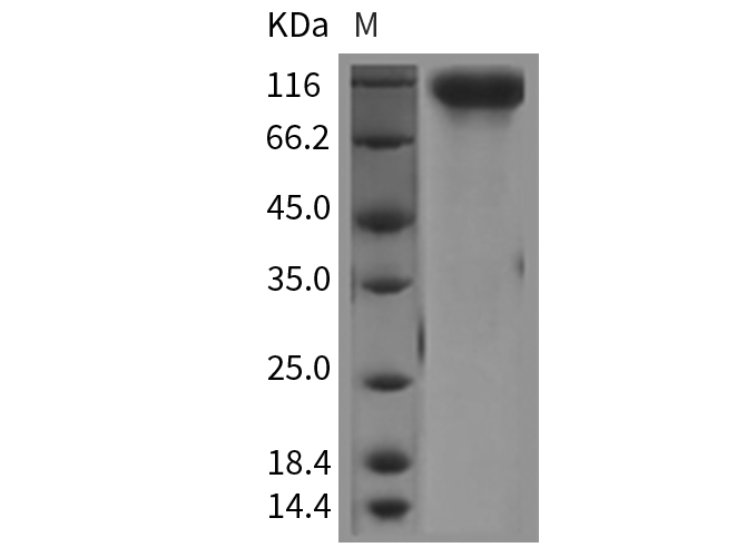 Валидация Elabscience PKSM040374(4376)