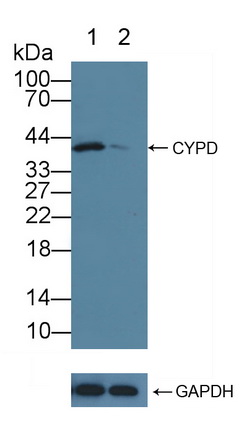 12135
