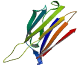 Transthyretin (TTR)