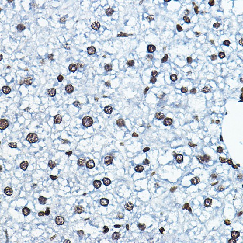Валидация Elabscience E-AB-61134