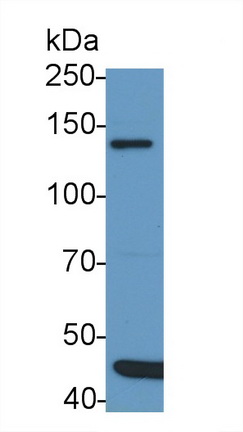 52850