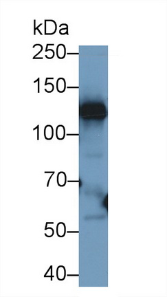 9701