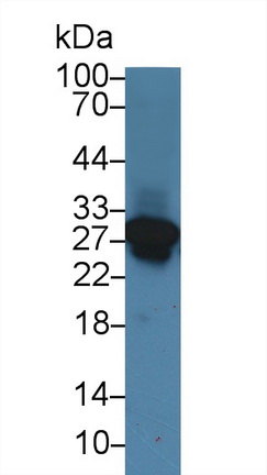 14269
