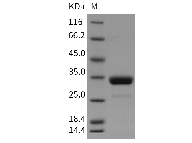 Валидация Elabscience PKSM040361(4363)
