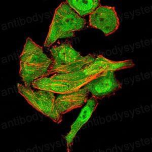 Валидация IF - AntibodySystem RHD25003