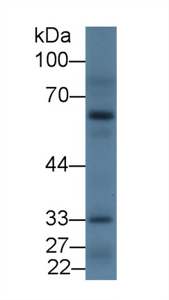 12899