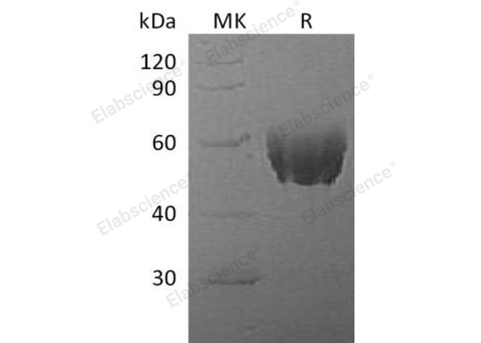 Валидация Elabscience PKSM041185(5093)