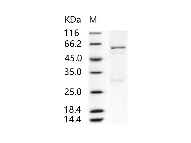 Валидация Elabscience PKSV030209(5986)