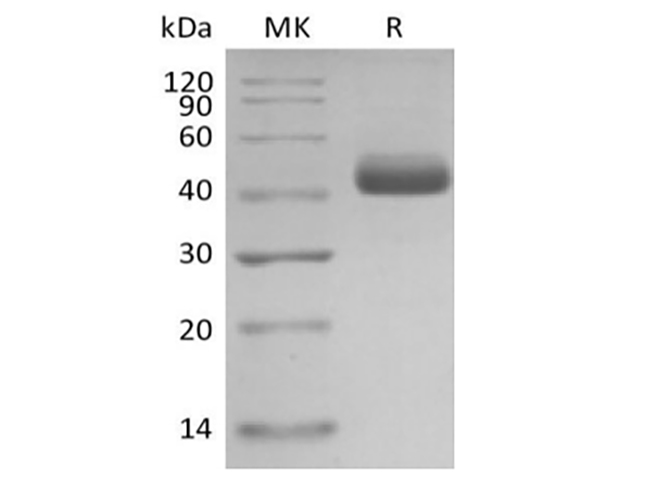 Валидация Elabscience PKSH033883(4115)