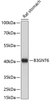 Валидация Elabscience E-AB-65167