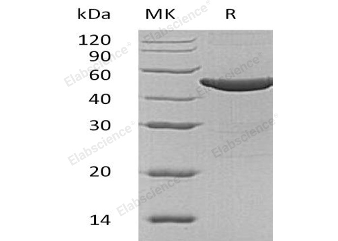 Валидация Elabscience PKSH032092(2638)