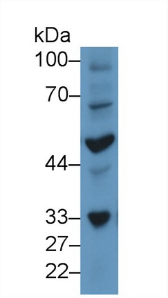 13067