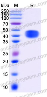 AHE43601, SDS-PAGE