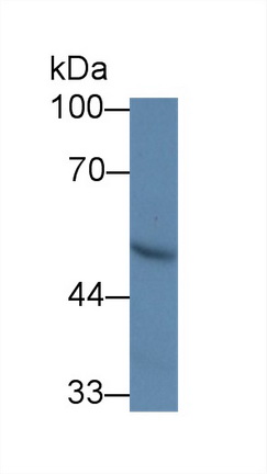 12691