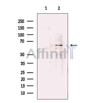 Валидация Affinity DF13594 - 9080