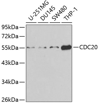 Валидация Elabscience E-AB-60269