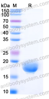 EHH33501, SDS-PAGE