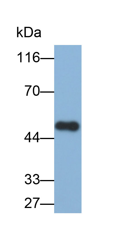 32862