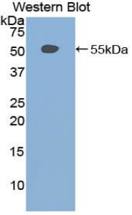 54701