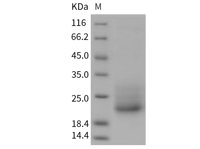 Валидация Elabscience PKSM040704(4681)